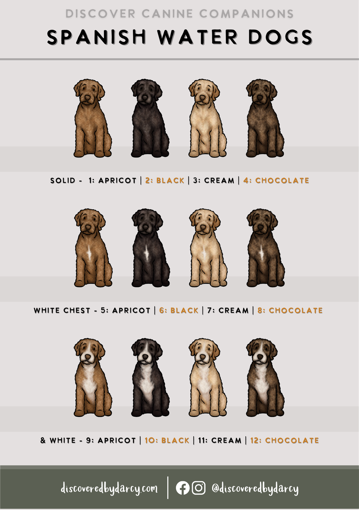 Spanish Water Dogs - Build-Your-Own