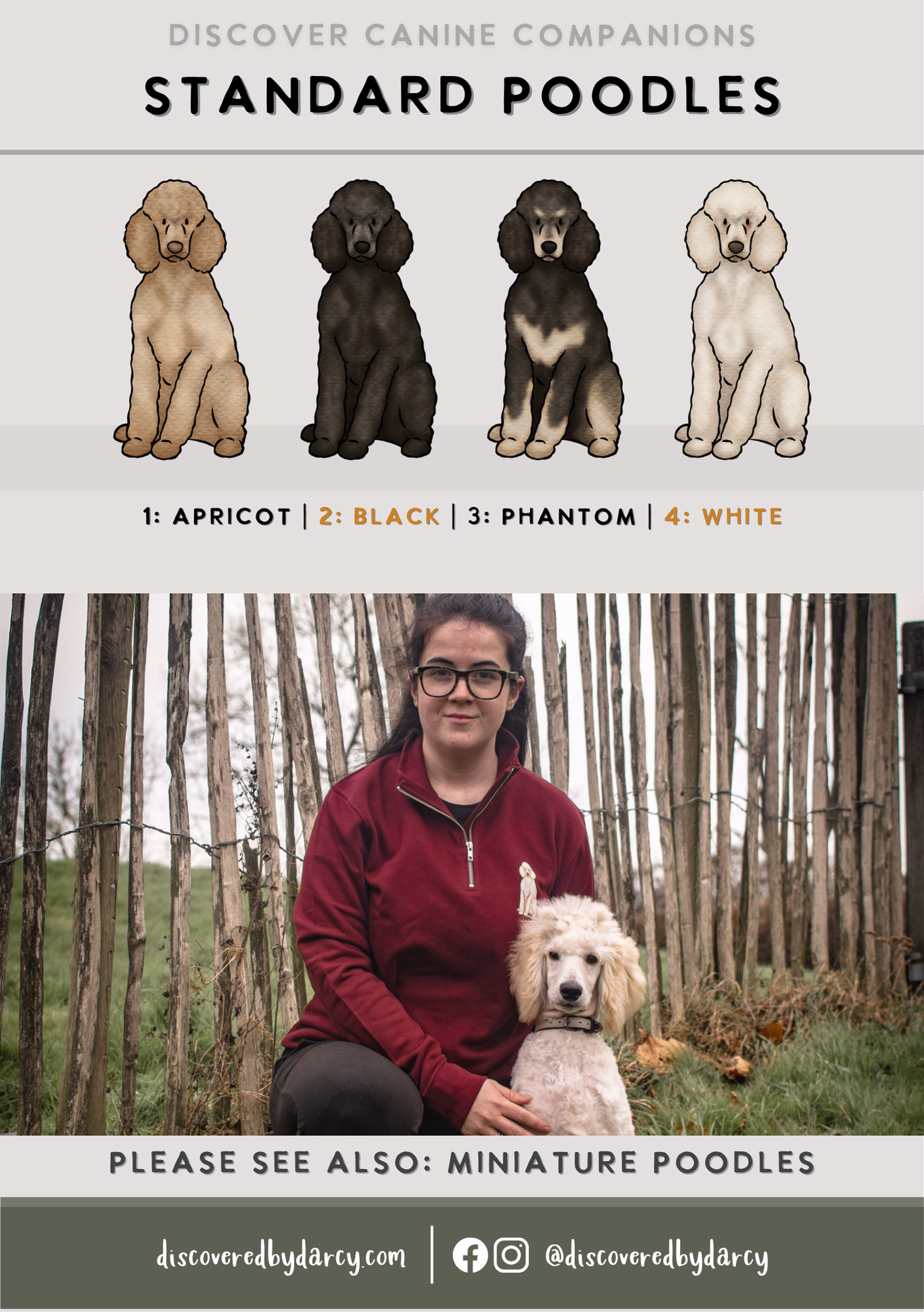 Standard Poodles - Build-Your-Own