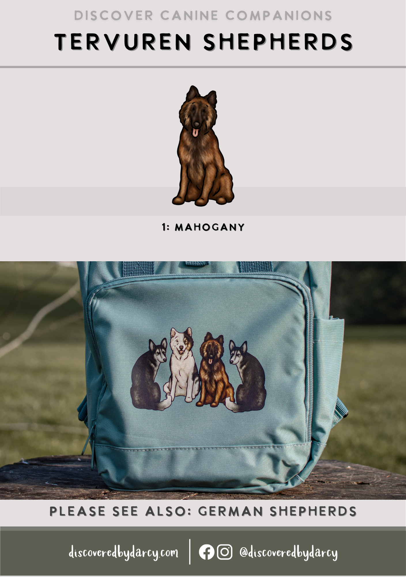 Tervuren Belgian Shepherds - Build-Your-Own