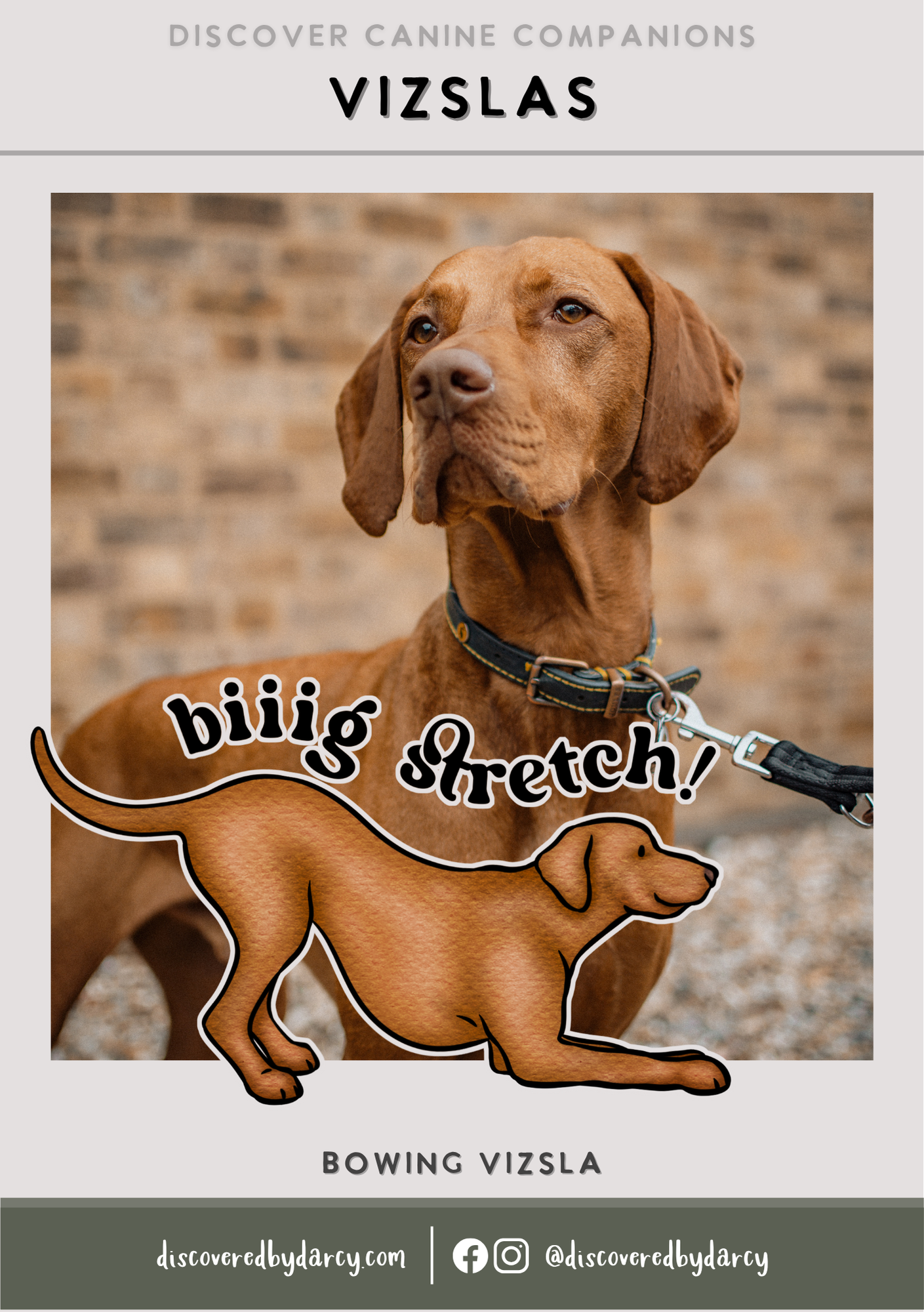 Vizslas - Build-Your-Own