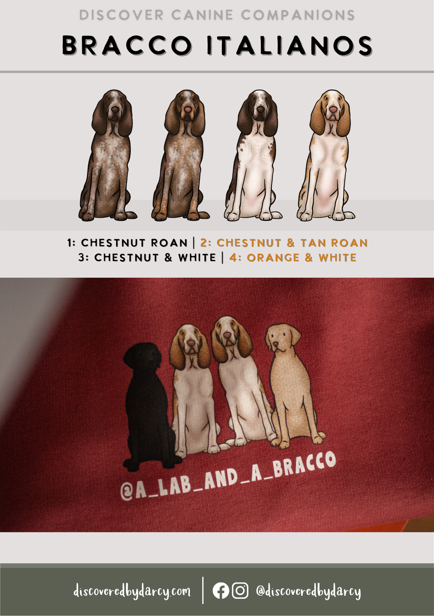 Bracco Italianos - Build-Your-Own