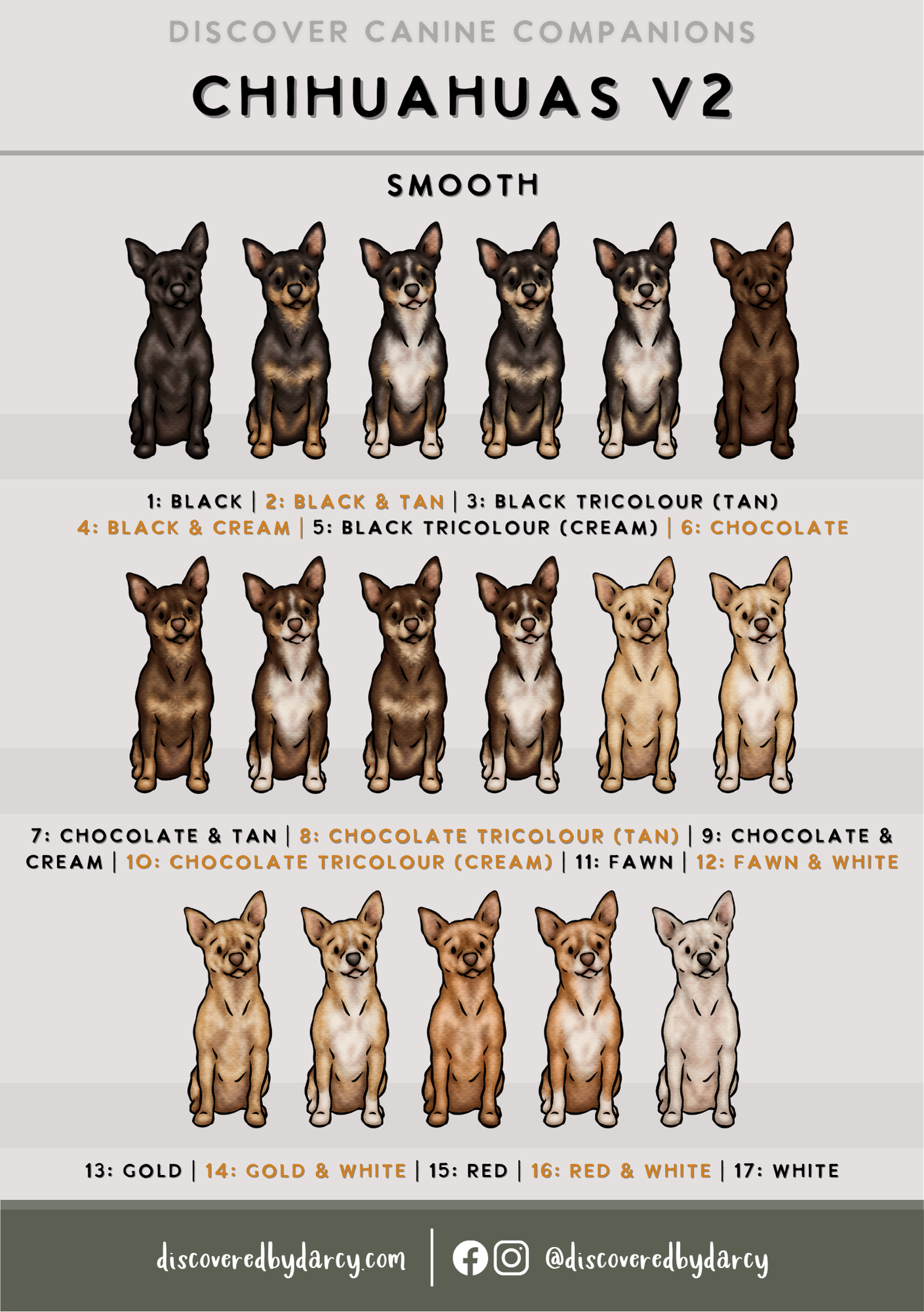 Chihuahuas - Build-Your-Own