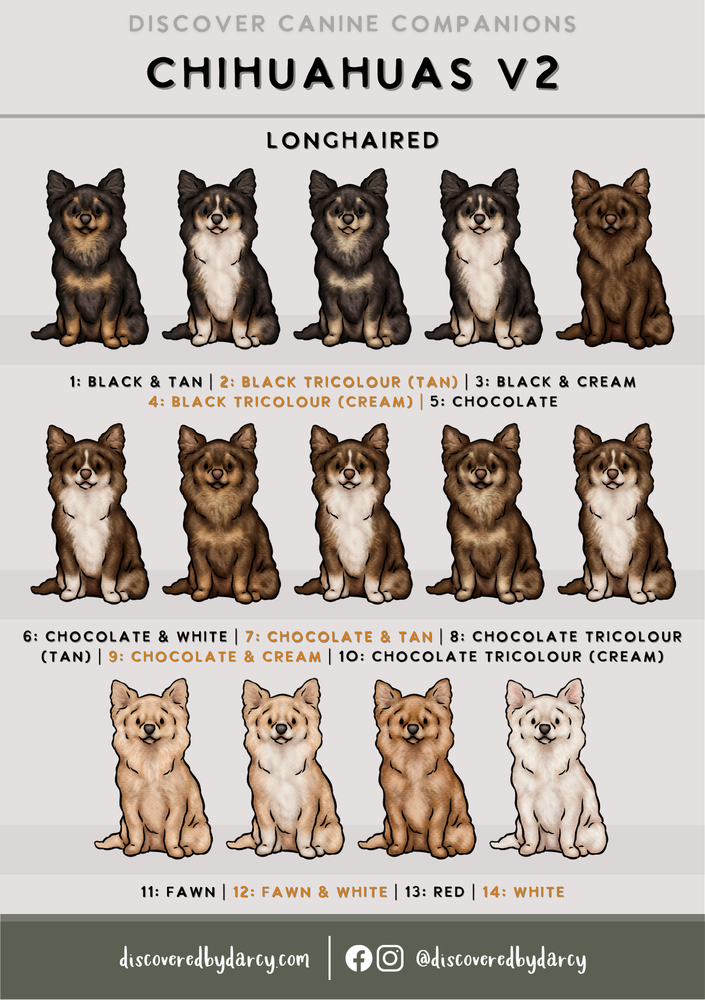 Chihuahuas - Build-Your-Own