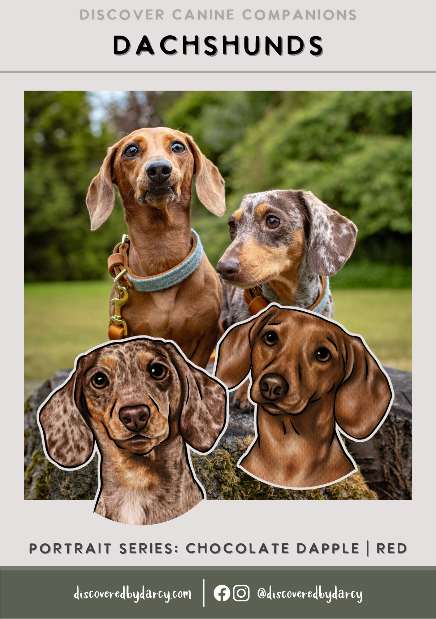 Dachshunds - Build-Your-Own