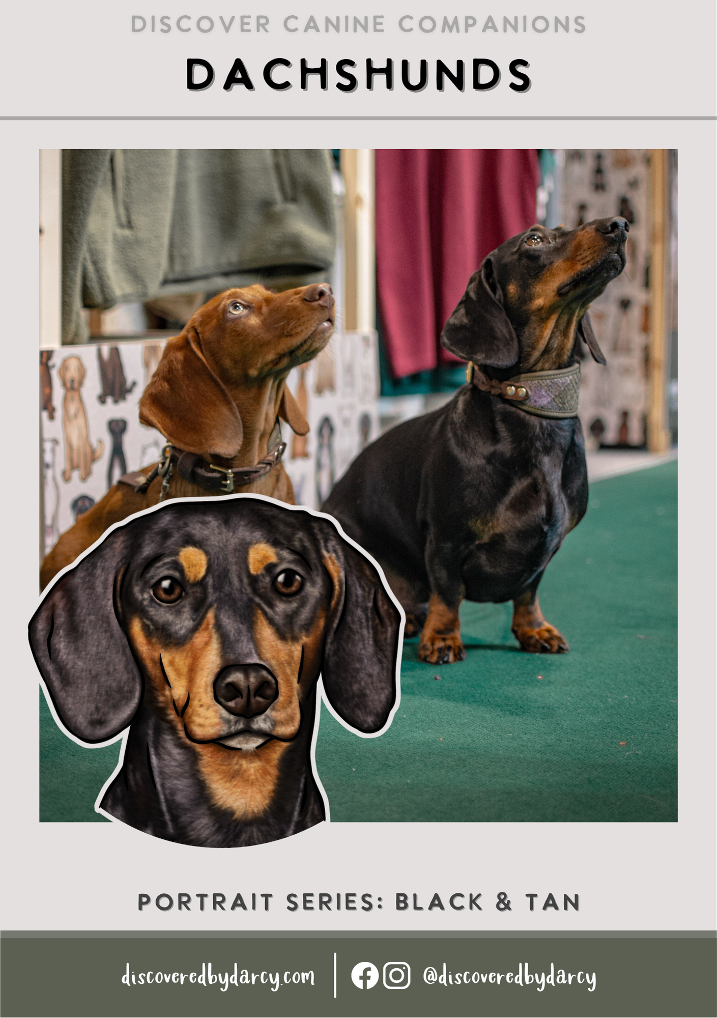 Dachshunds - Build-Your-Own