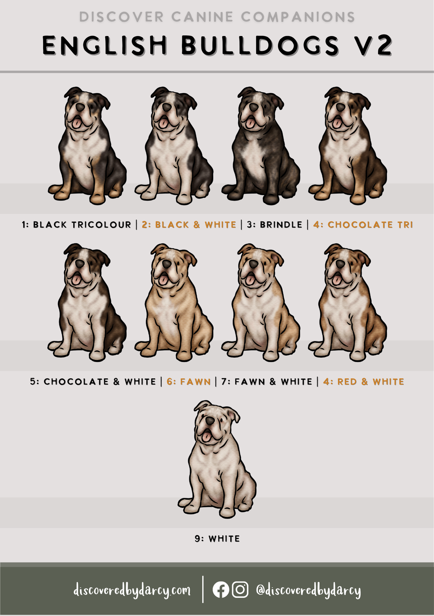 English Bulldogs - Build-Your-Own