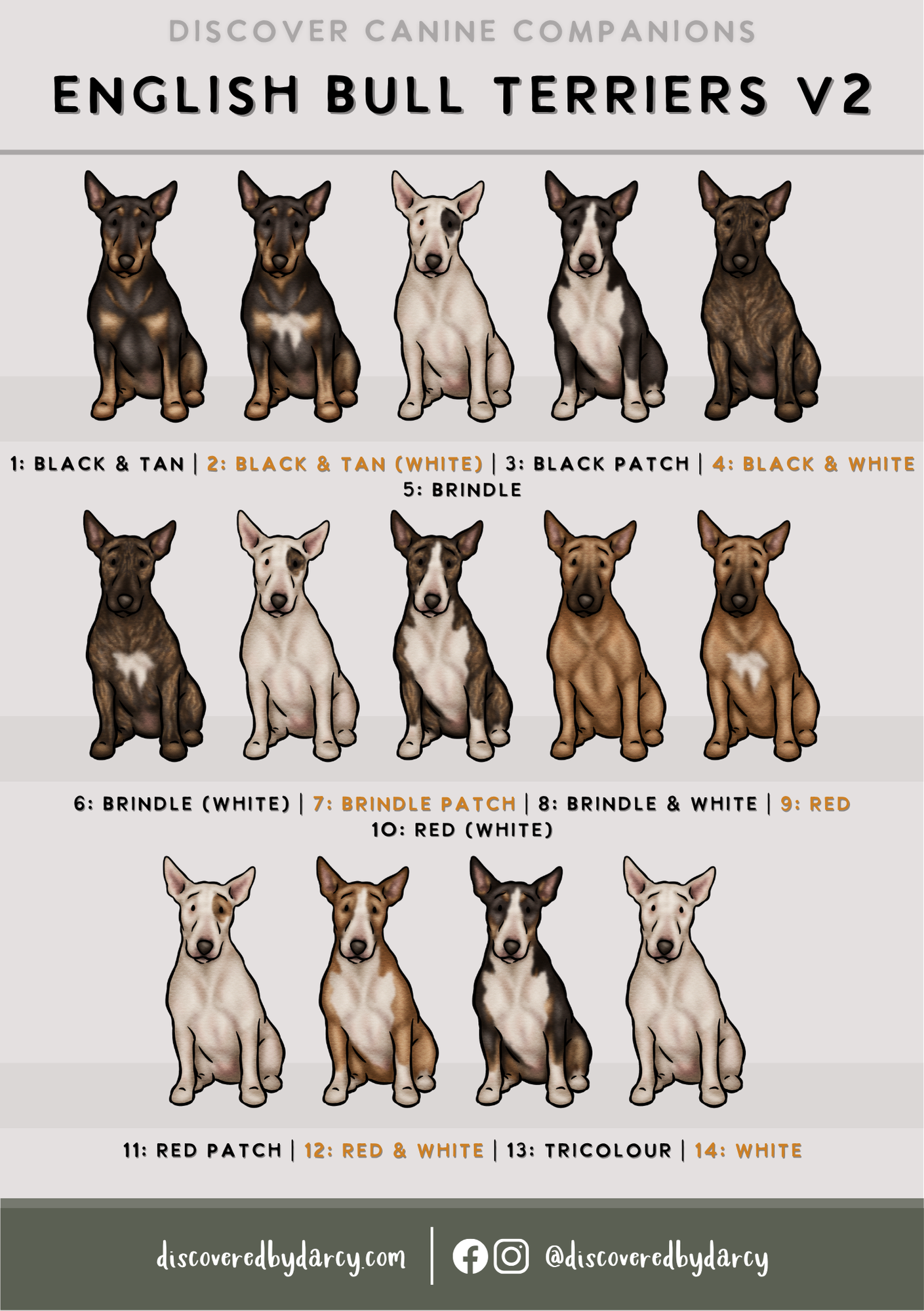 English Bull Terriers - Build-Your-Own