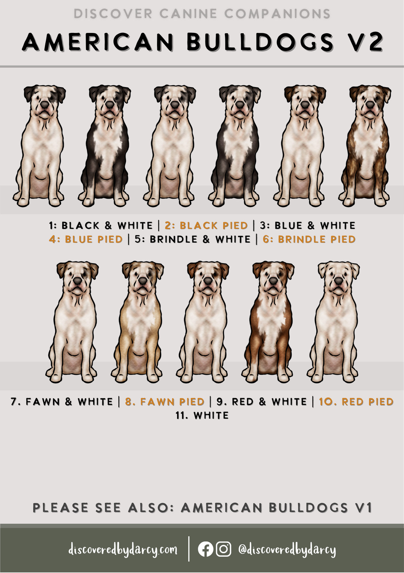 American Bulldogs - Build-Your-Own