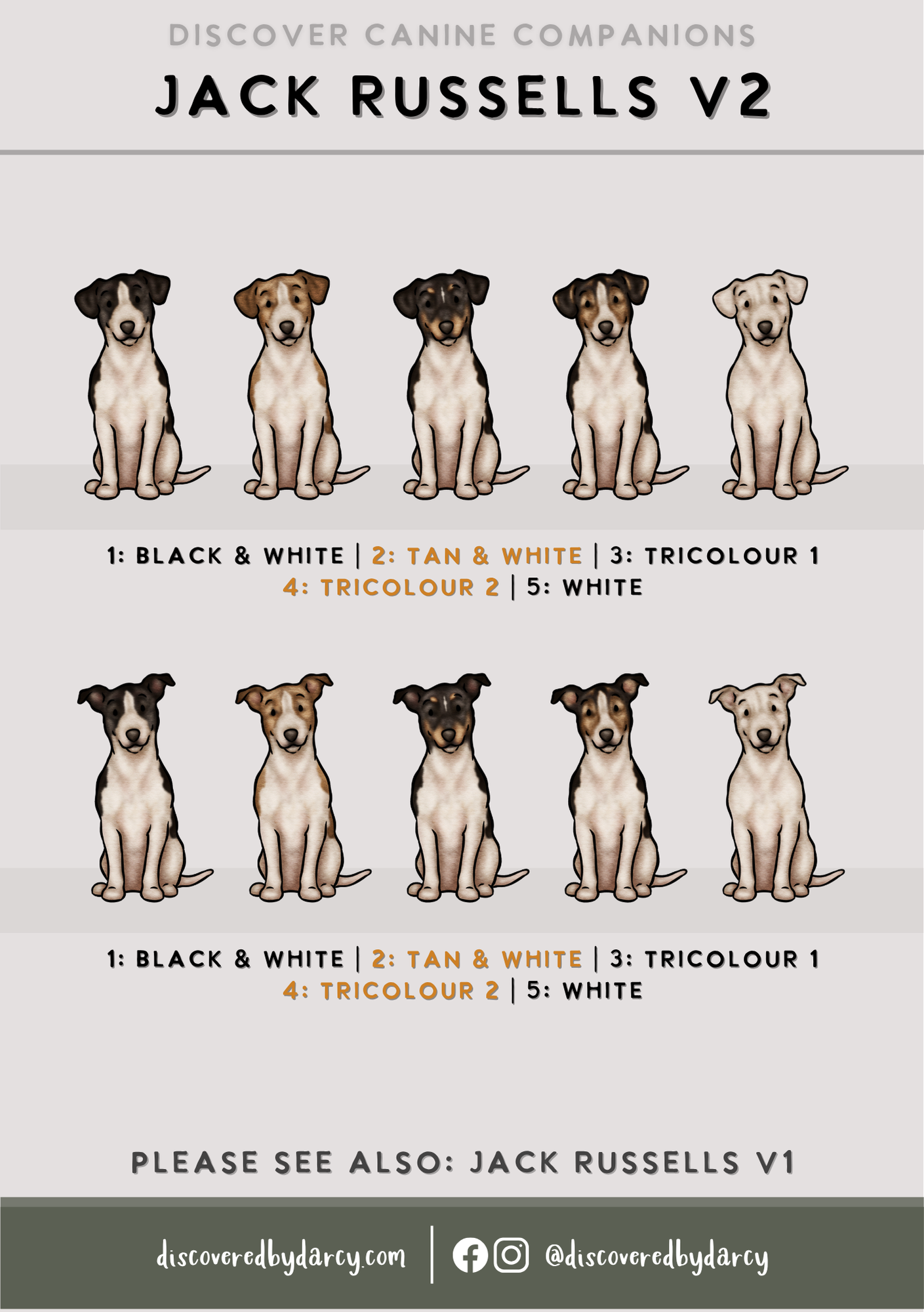 Jack Russel Terriers - Build-Your-Own