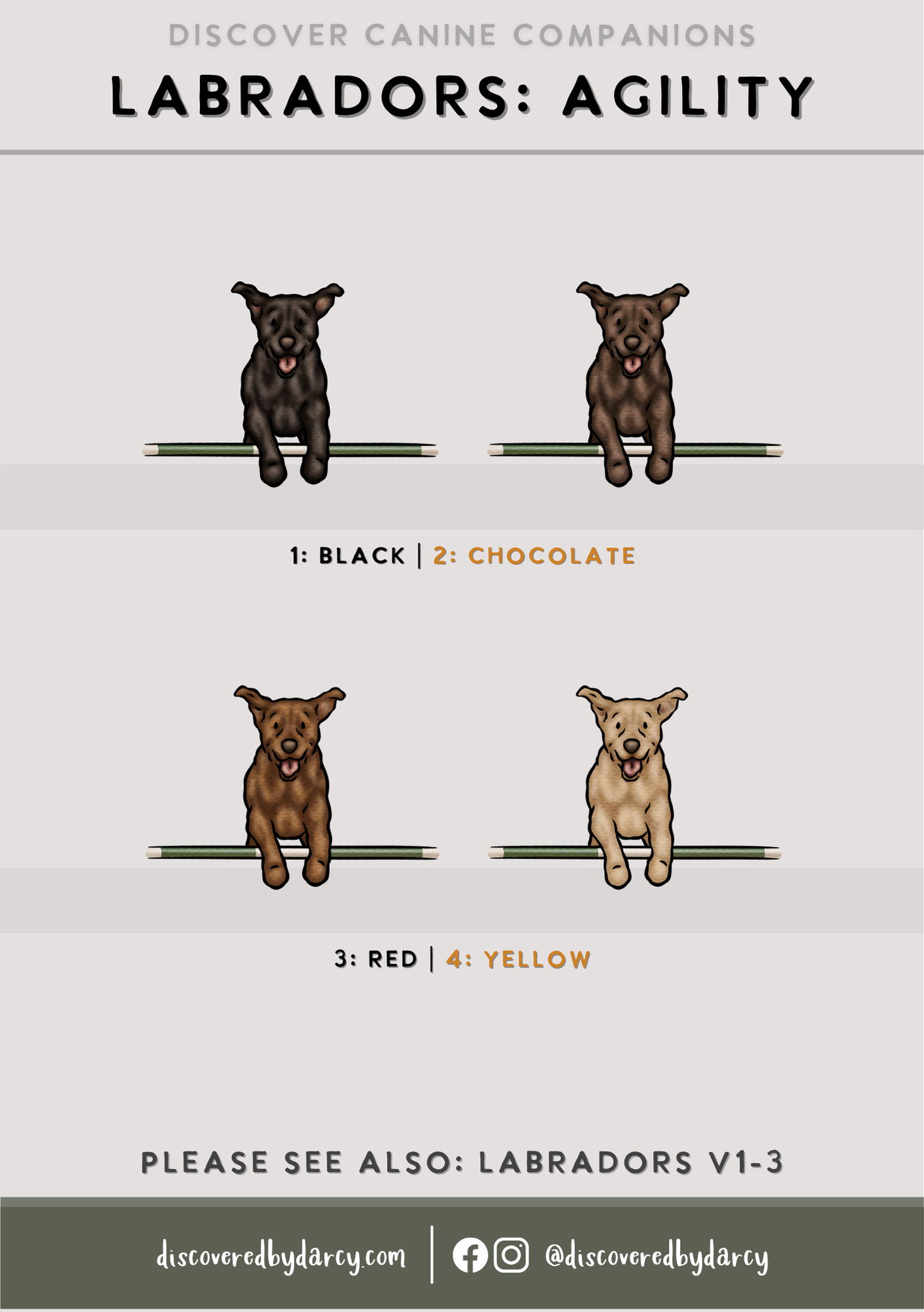 Labradors - Build-Your-Own