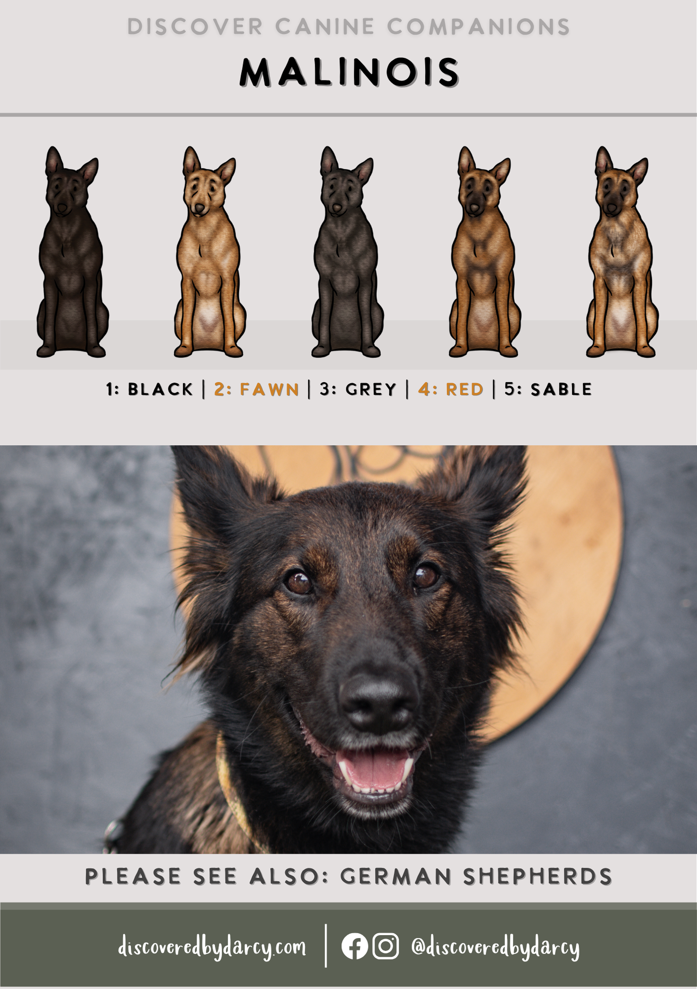 Malinois - Build-Your-Own