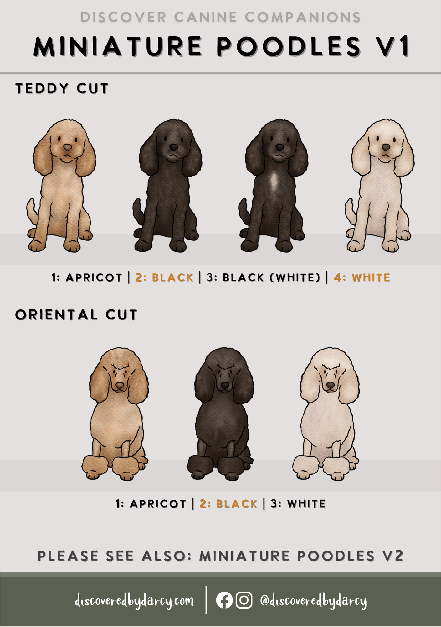 Miniature Poodles - Build-Your-Own
