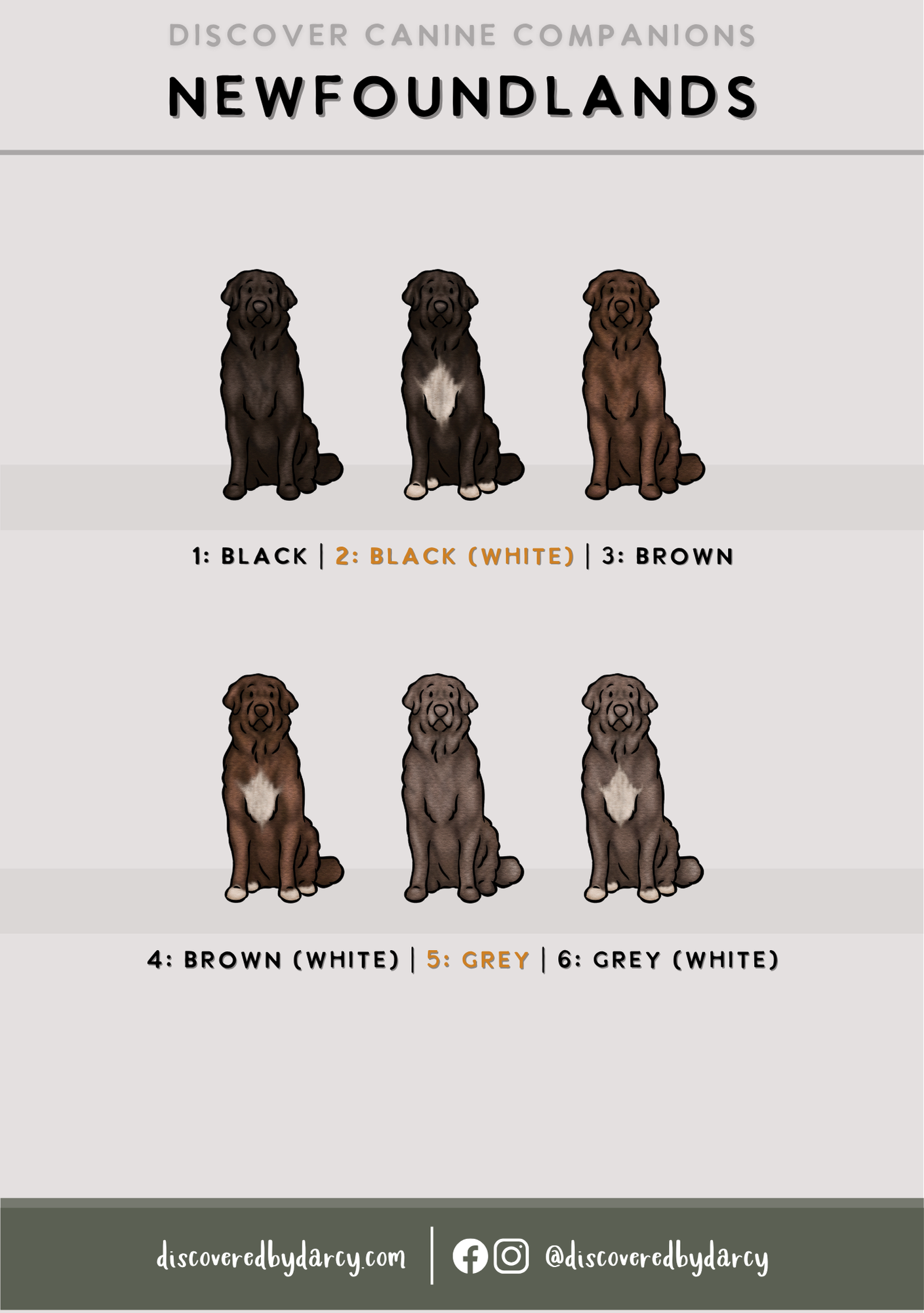 Newfoundlands - Build-Your-Own