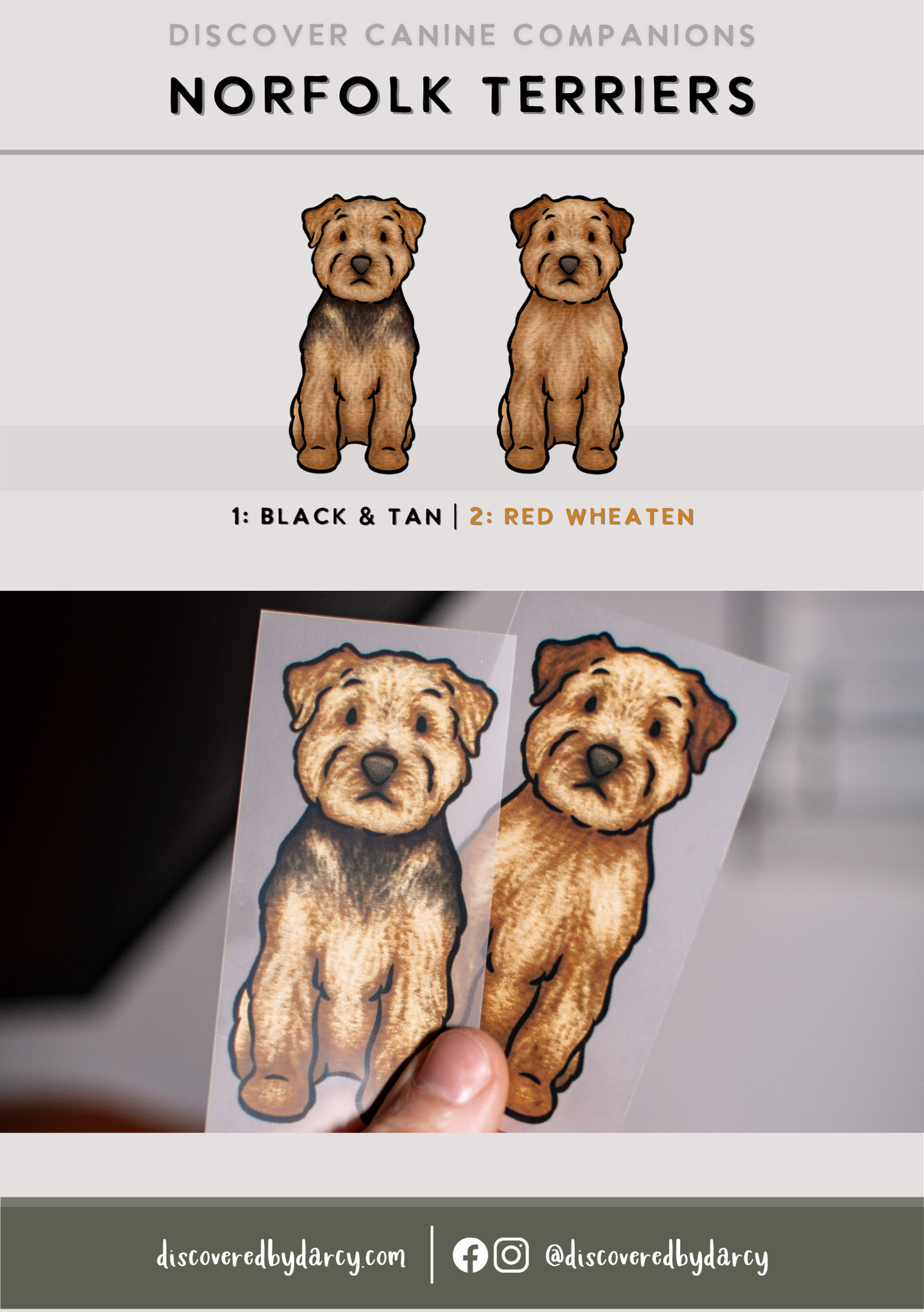 Norfolk Terriers - Build-Your-Own