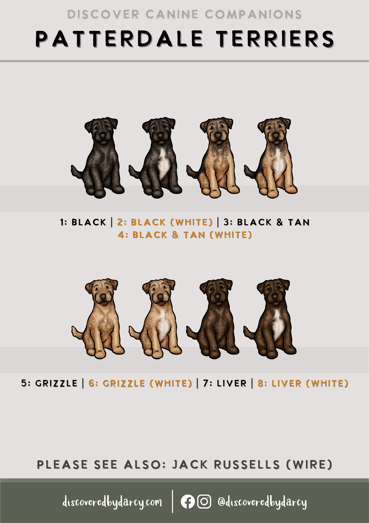 Patterdale Terriers - Build-Your-Own