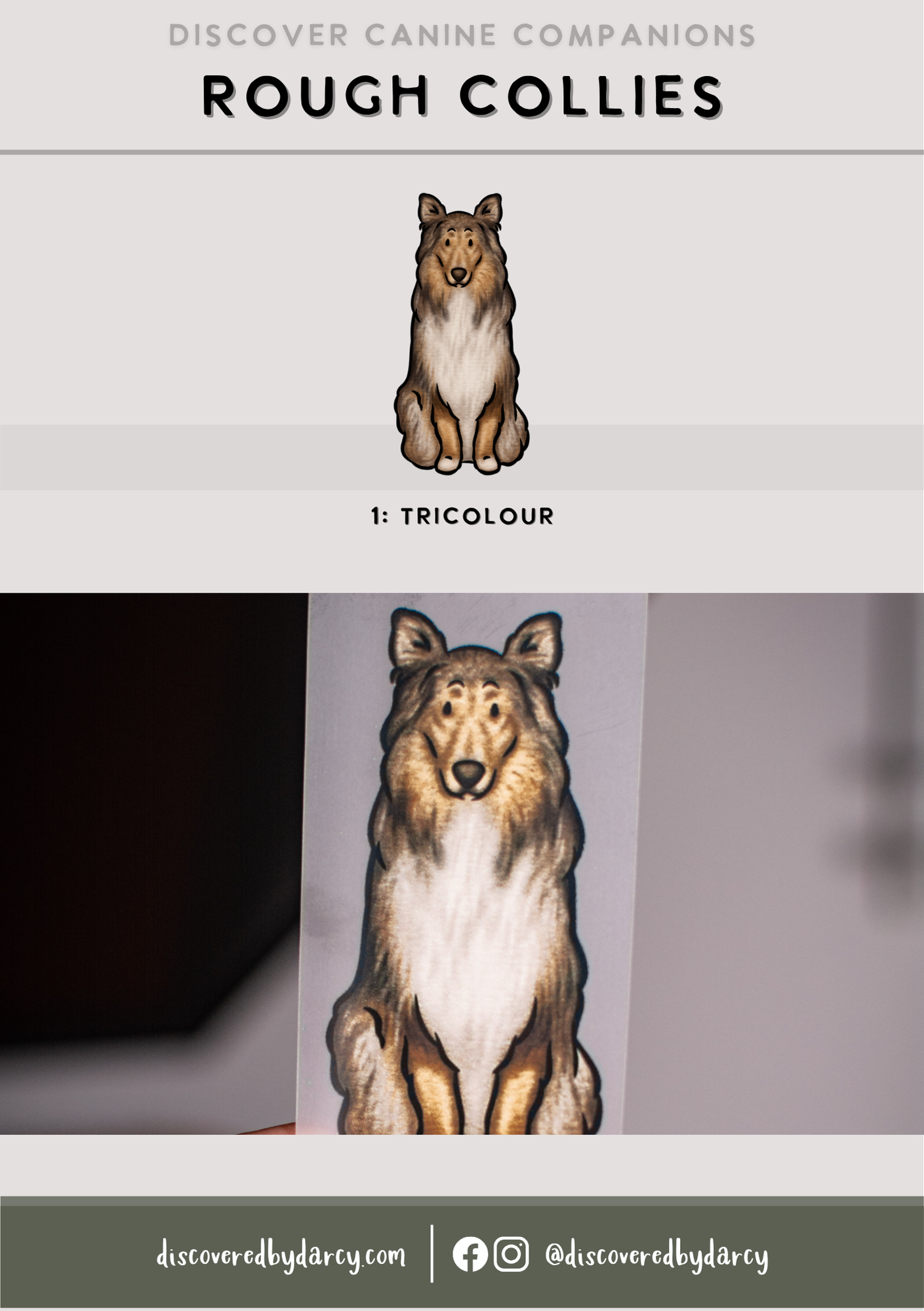 Rough Collies - Build-Your-Own