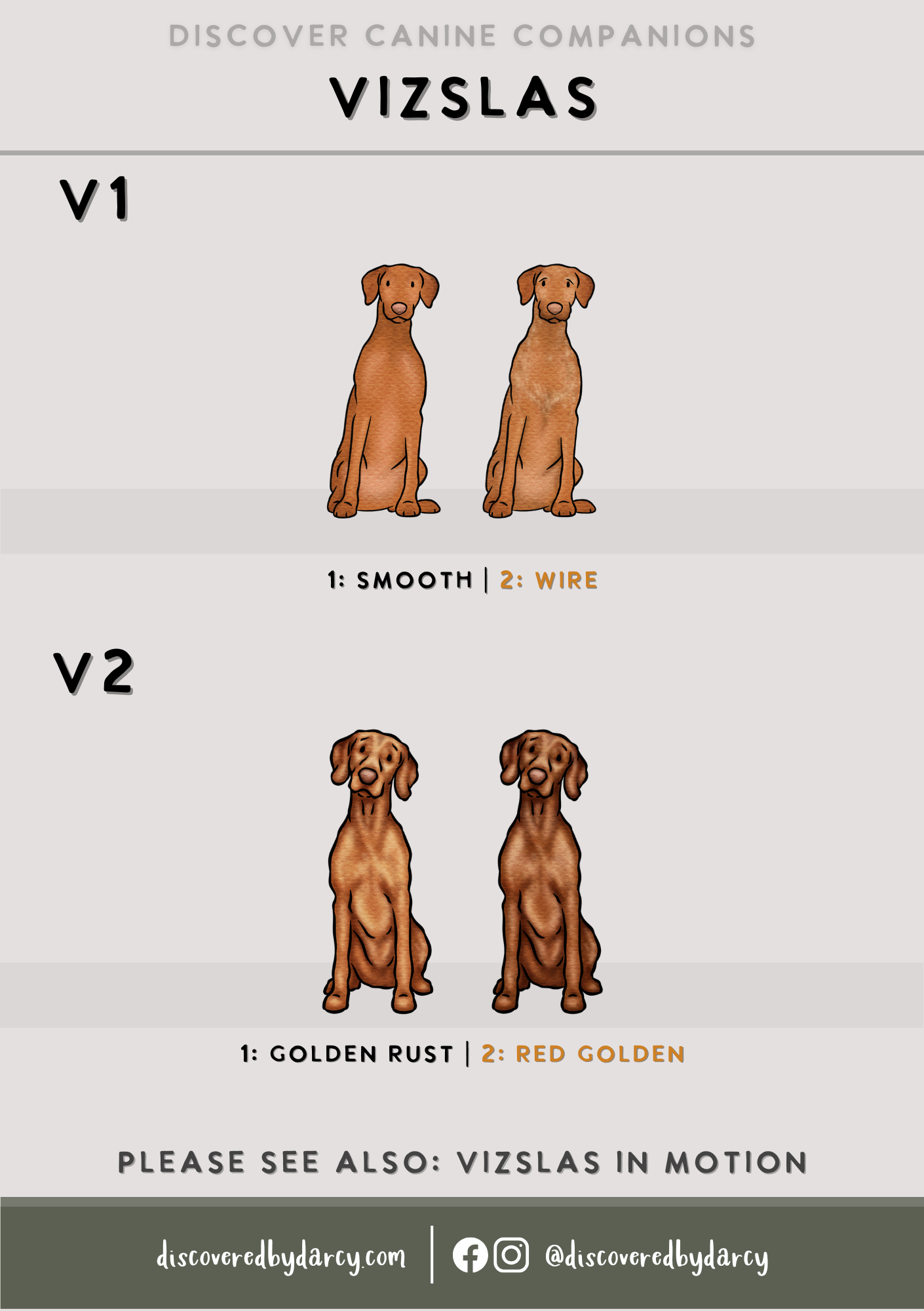 Vizslas - Build-Your-Own