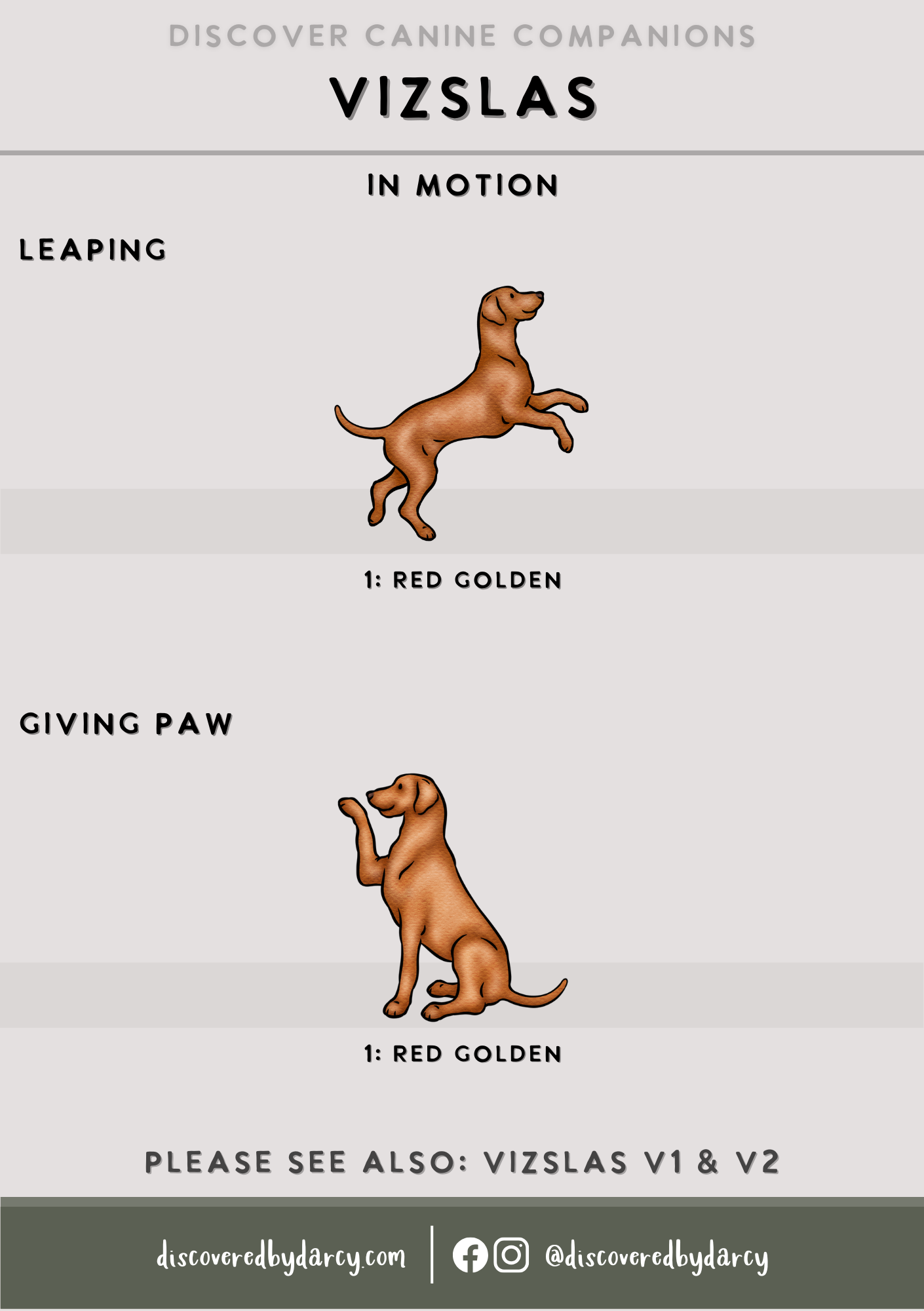 Vizslas - Build-Your-Own