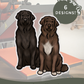 Newfoundlands - Build-Your-Own