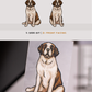 St. Bernards - Build-Your-Own