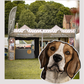 Beagles - Build-Your-Own