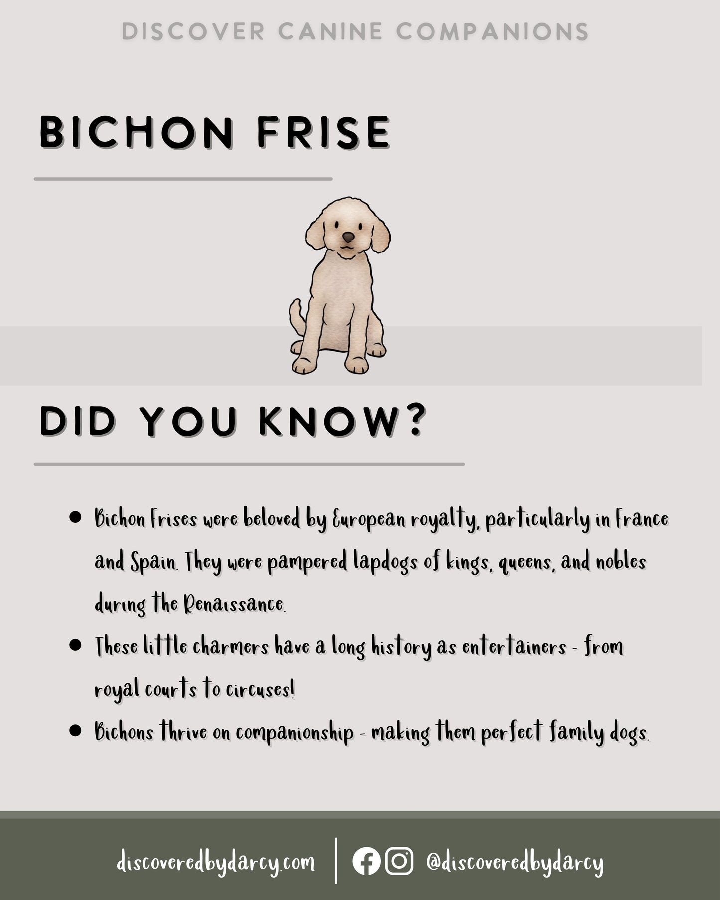 Bichon Frise - Build-Your-Own