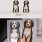 Bearded Collies - Build-Your-Own
