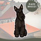 Scottish Terrier - Build-Your-Own