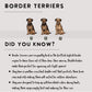 Border Terriers - Build-Your-Own