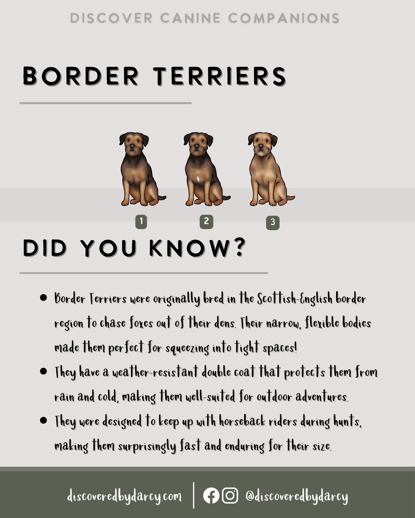 Border Terriers - Build-Your-Own