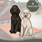 Standard Poodles - Build-Your-Own