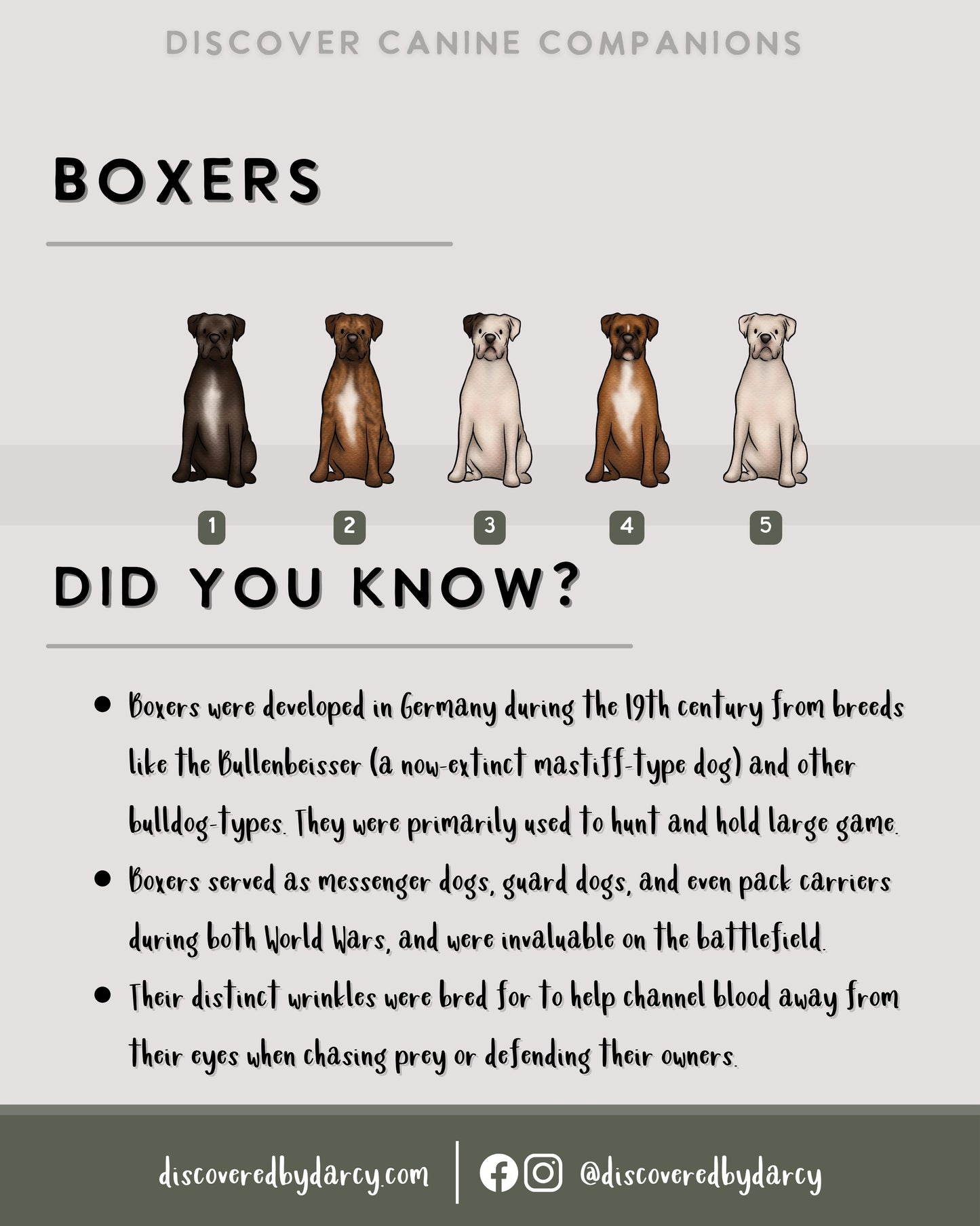 Boxer Dogs - Build-Your-Own