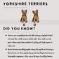 Yorkshire Terriers - Build-Your-Own