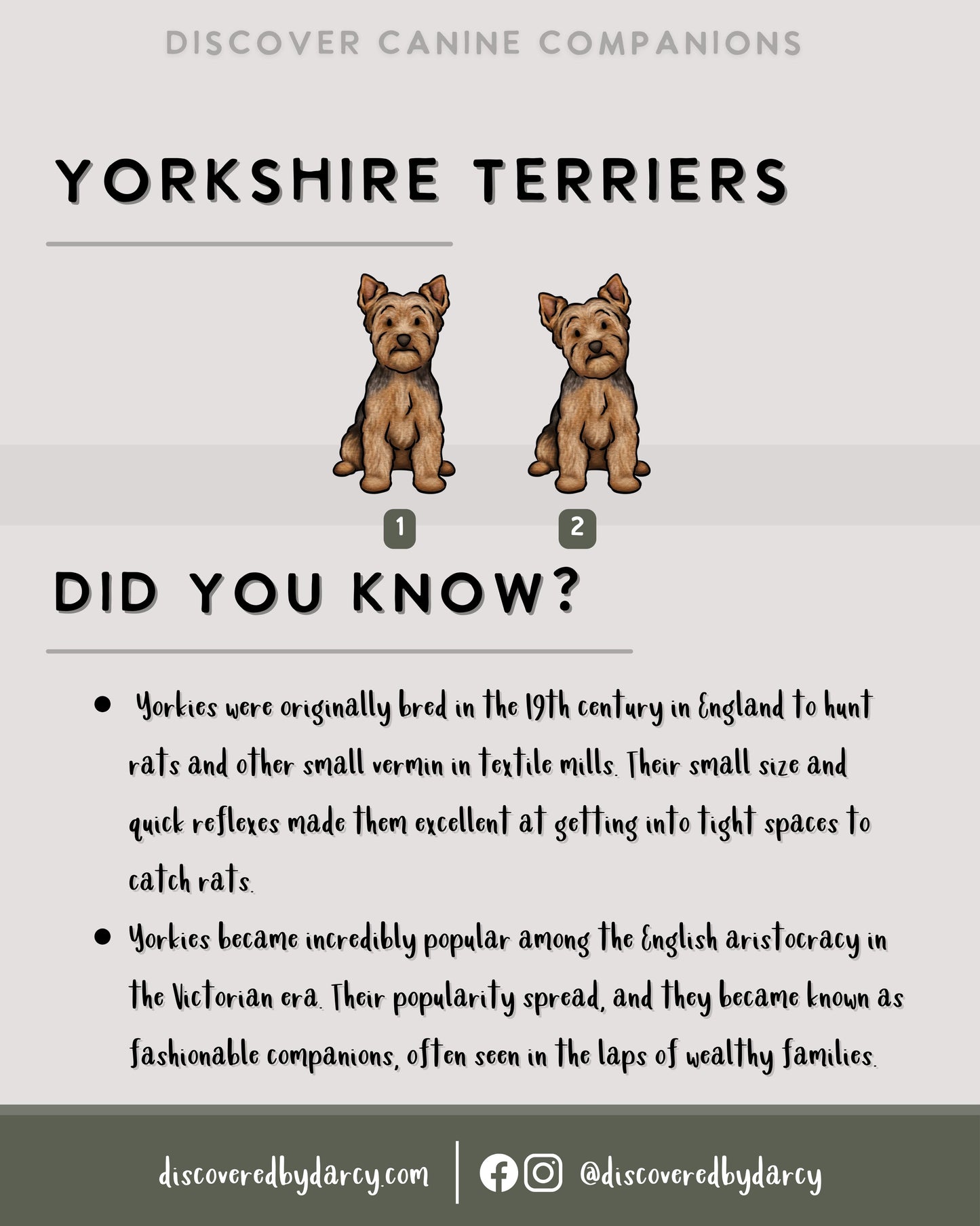 Yorkshire Terriers - Build-Your-Own