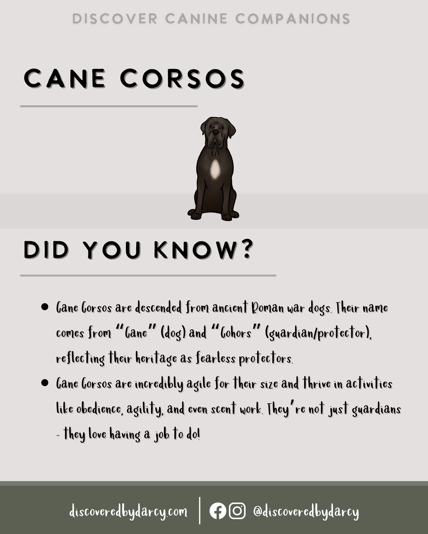 Cane Corsos - Build-Your-Own