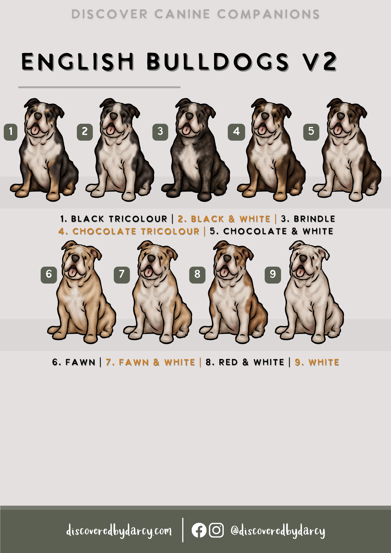 English Bulldogs - Build-Your-Own