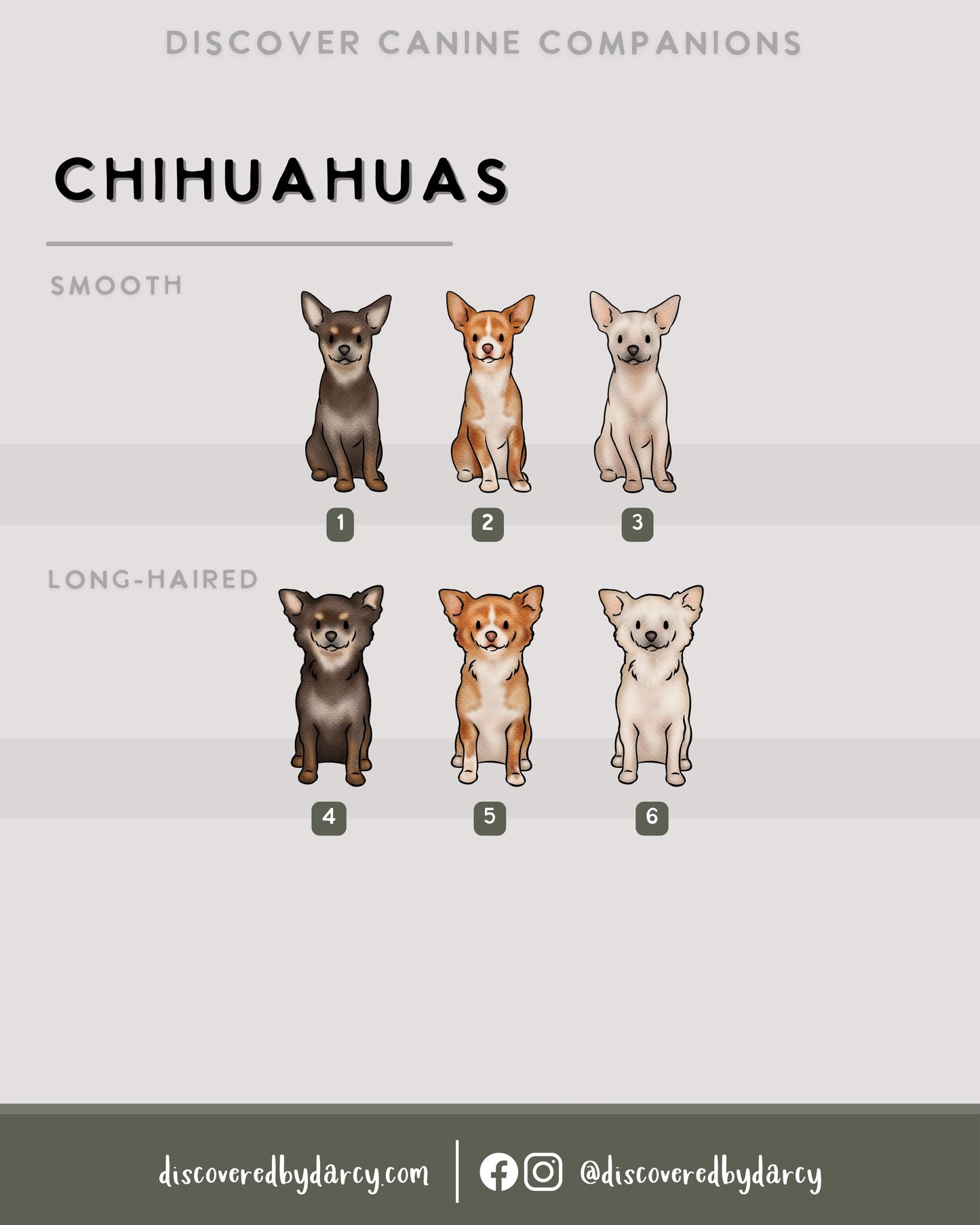 Chihuahuas - Build-Your-Own