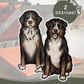 Bernese Mountain Dogs - Build-Your-Own