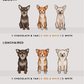 Chihuahuas - Build-Your-Own