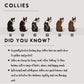 Collies - Build-Your-Own