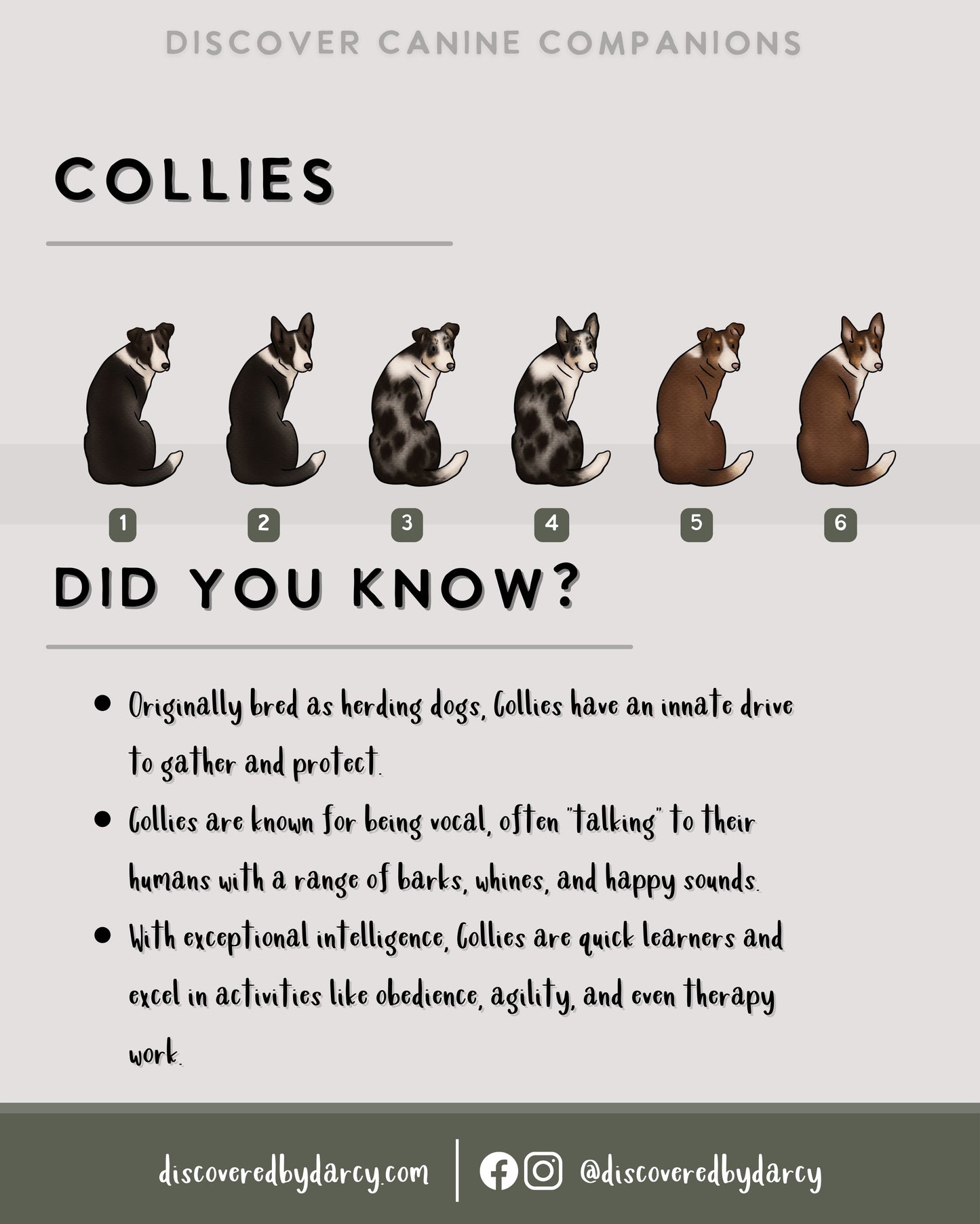 Collies - Build-Your-Own