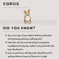 Corgis - Build-Your-Own