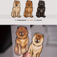 Chow Chows - Build-Your-Own