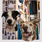 Collies - Build-Your-Own