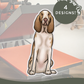 Bracco Italianos - Build-Your-Own