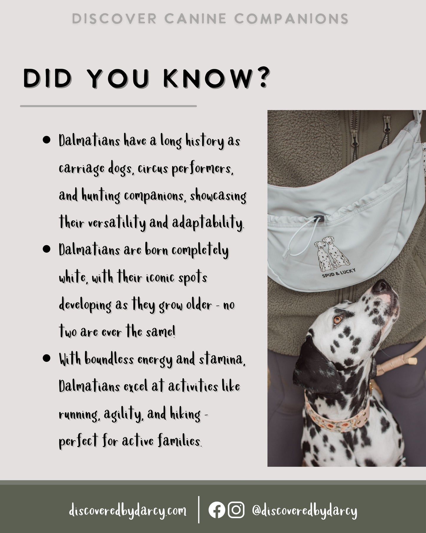 Dalmatians - Build-Your-Own