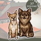 Chihuahuas - Build-Your-Own