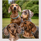 Dachshunds - Build-Your-Own