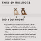 English Bulldogs - Build-Your-Own