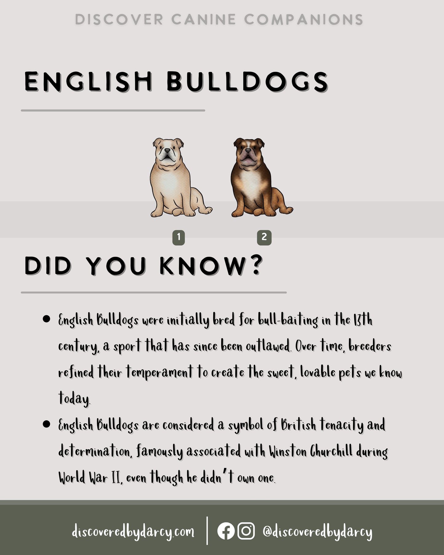 English Bulldogs - Build-Your-Own